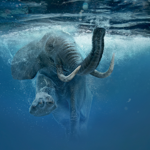 Interactions: when cinema looks to nature