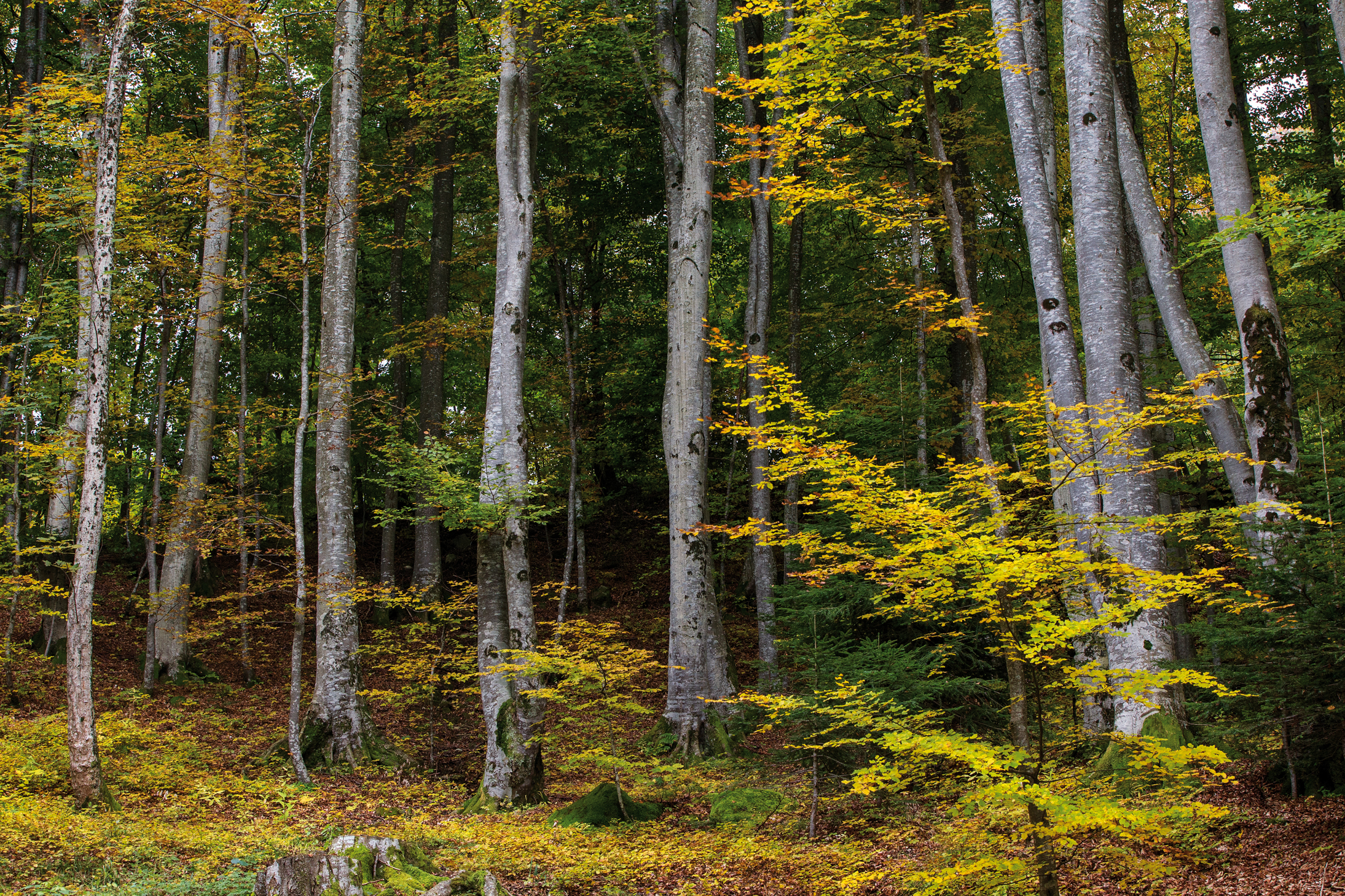 Join Nature: invito alle aziende per tutelare insieme la biodiversità